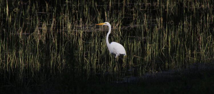 Great Egret on Big Fish Lake, Putman county