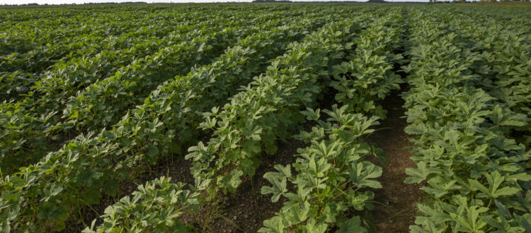 Plants growing in rows.