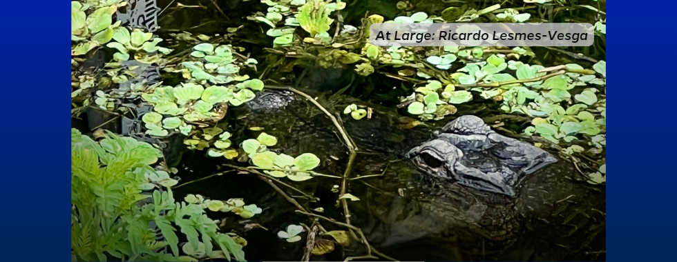 A gator mom at the Everglades Research and Education Center