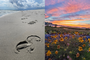 To the left a photo of foot prints on the beach and on the right a photo an orange and blue sunset with flowers infront.
