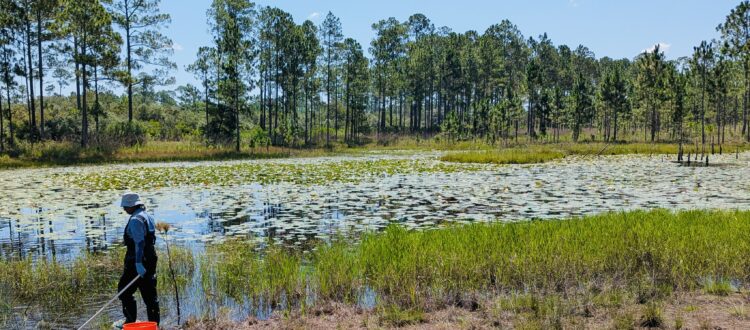 Chamoda Dissanayake approaching a wetland to sample with water dipper in hand.