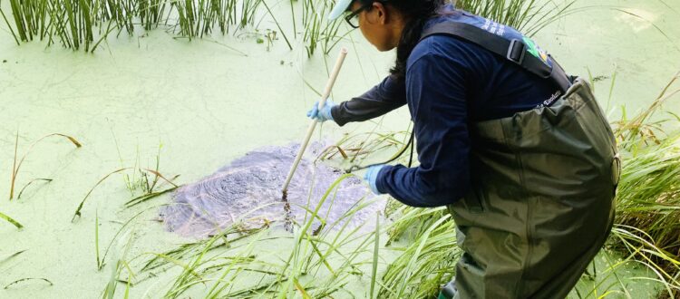 Chamoda Dissanayake collecting a water sample at an engineered wetland.