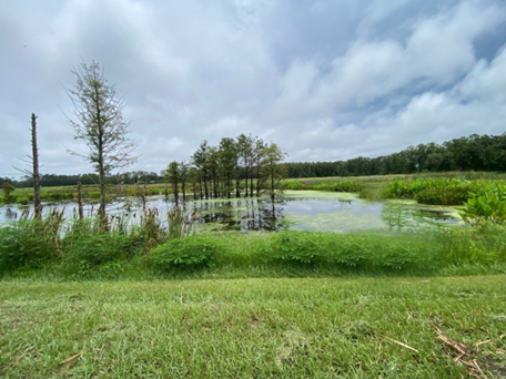 An engineered wetland within Chamoda Dissanayake's area of study.
