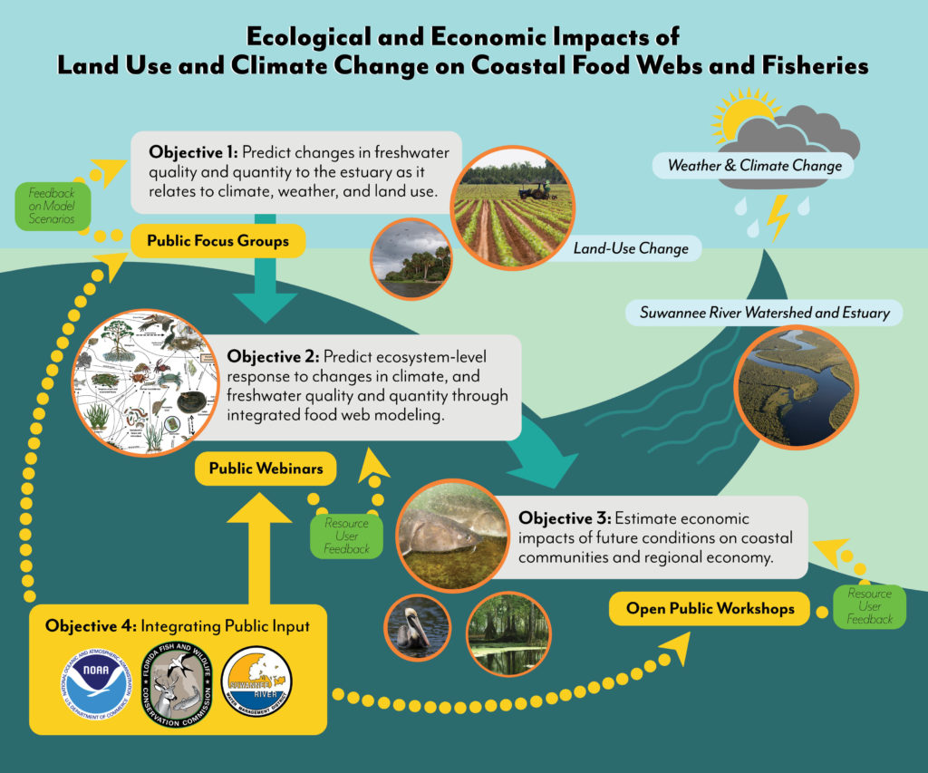 estuary food web